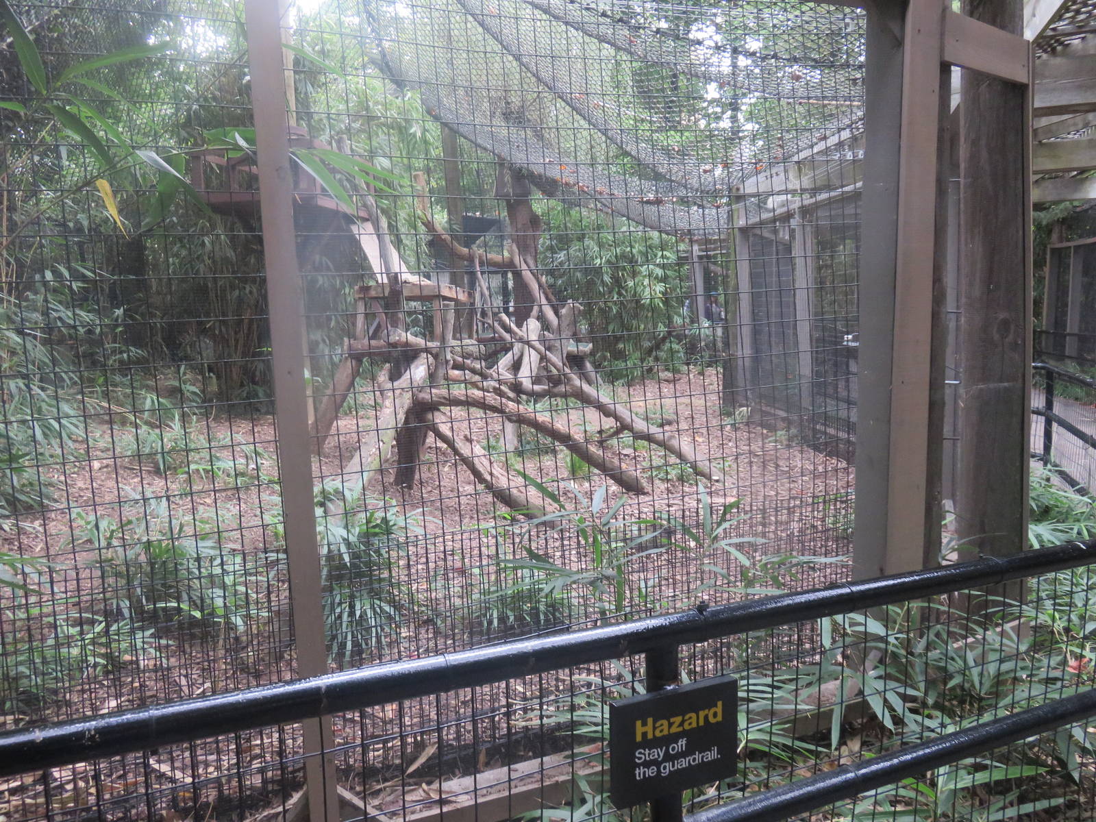 Great Cats - Bobcat exhibit