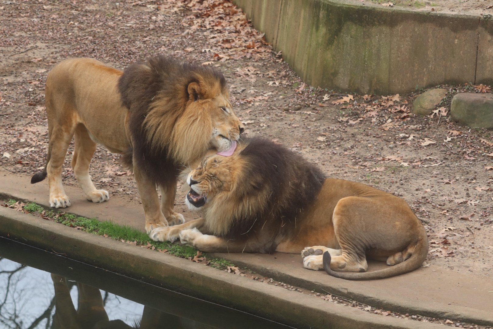 Great Cats - Brotherly Love