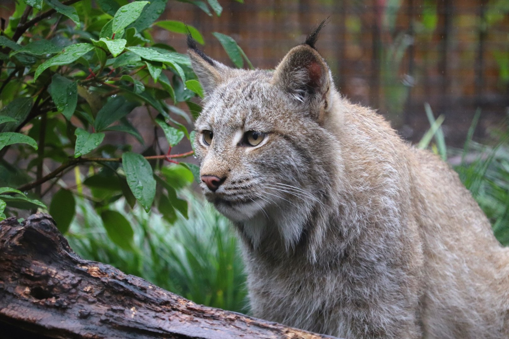 Great Cats - Canadian Lynx