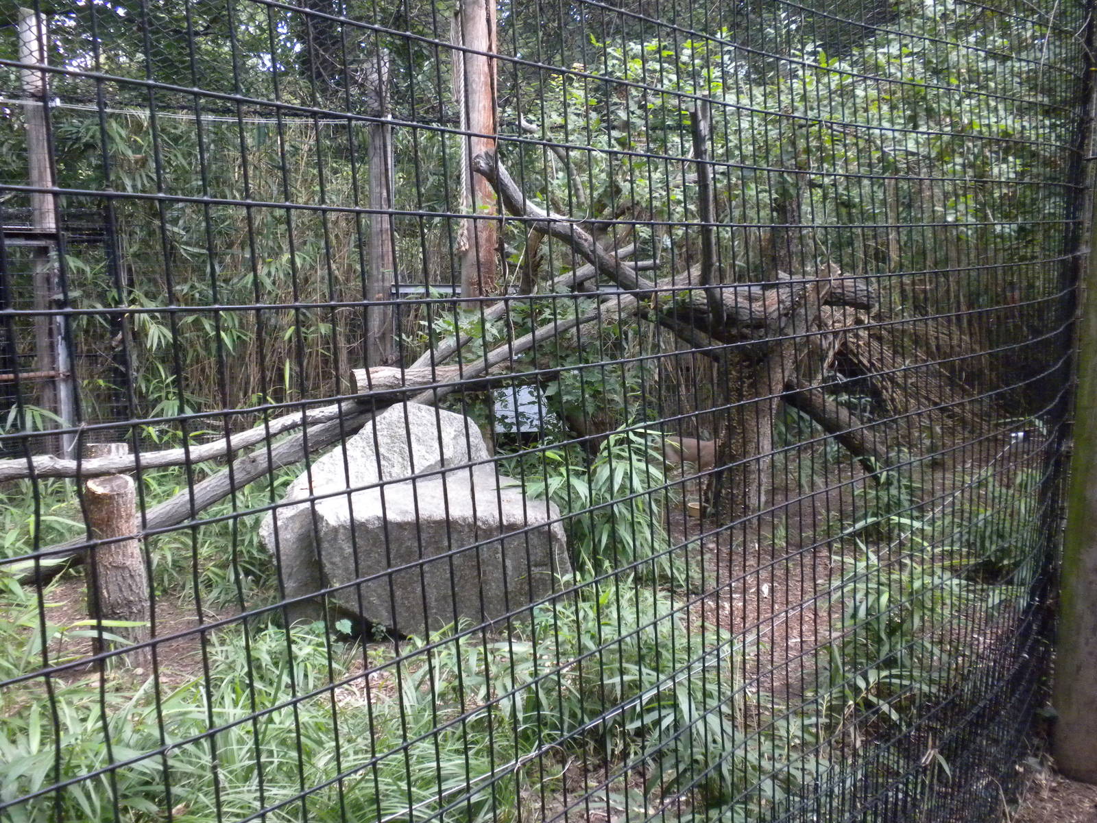 Great Cats - Caracal Exhibit