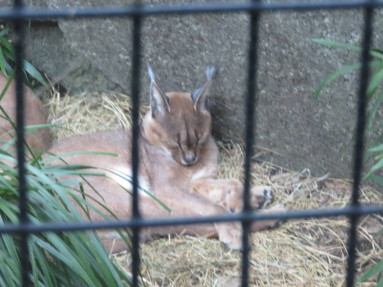 Great Cats - Caracal