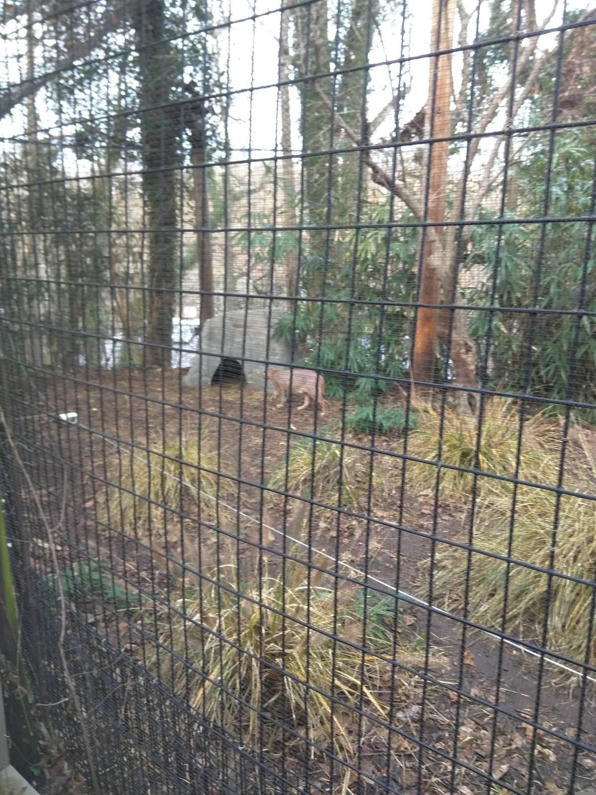 Great Cats - Caracal