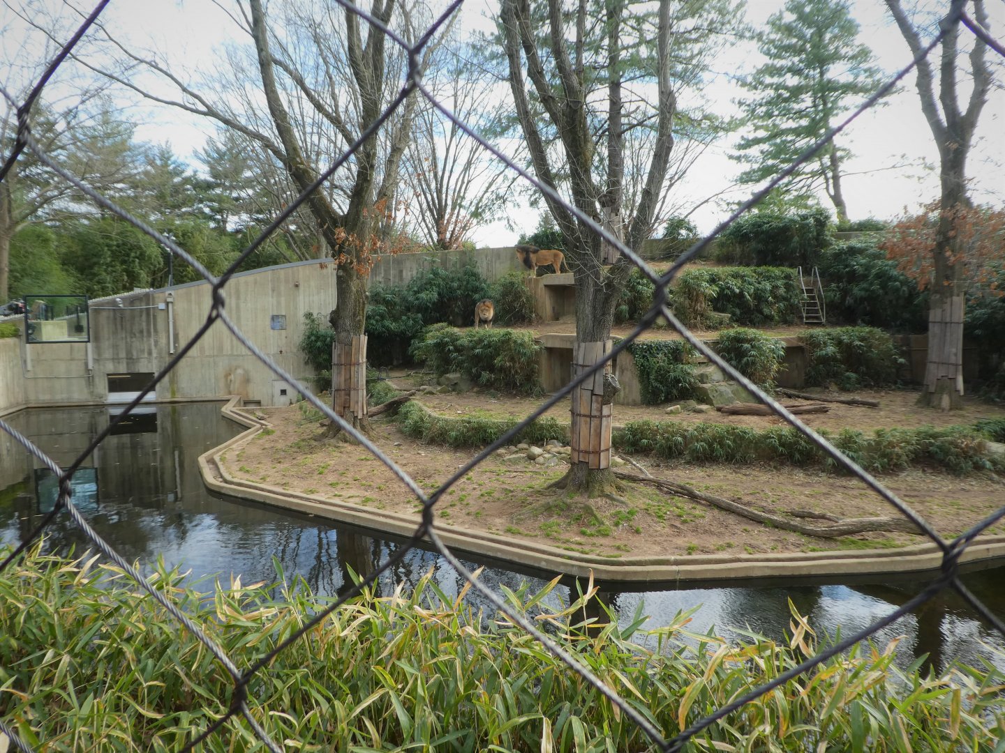 Great Cats - Lion Exhibit 1