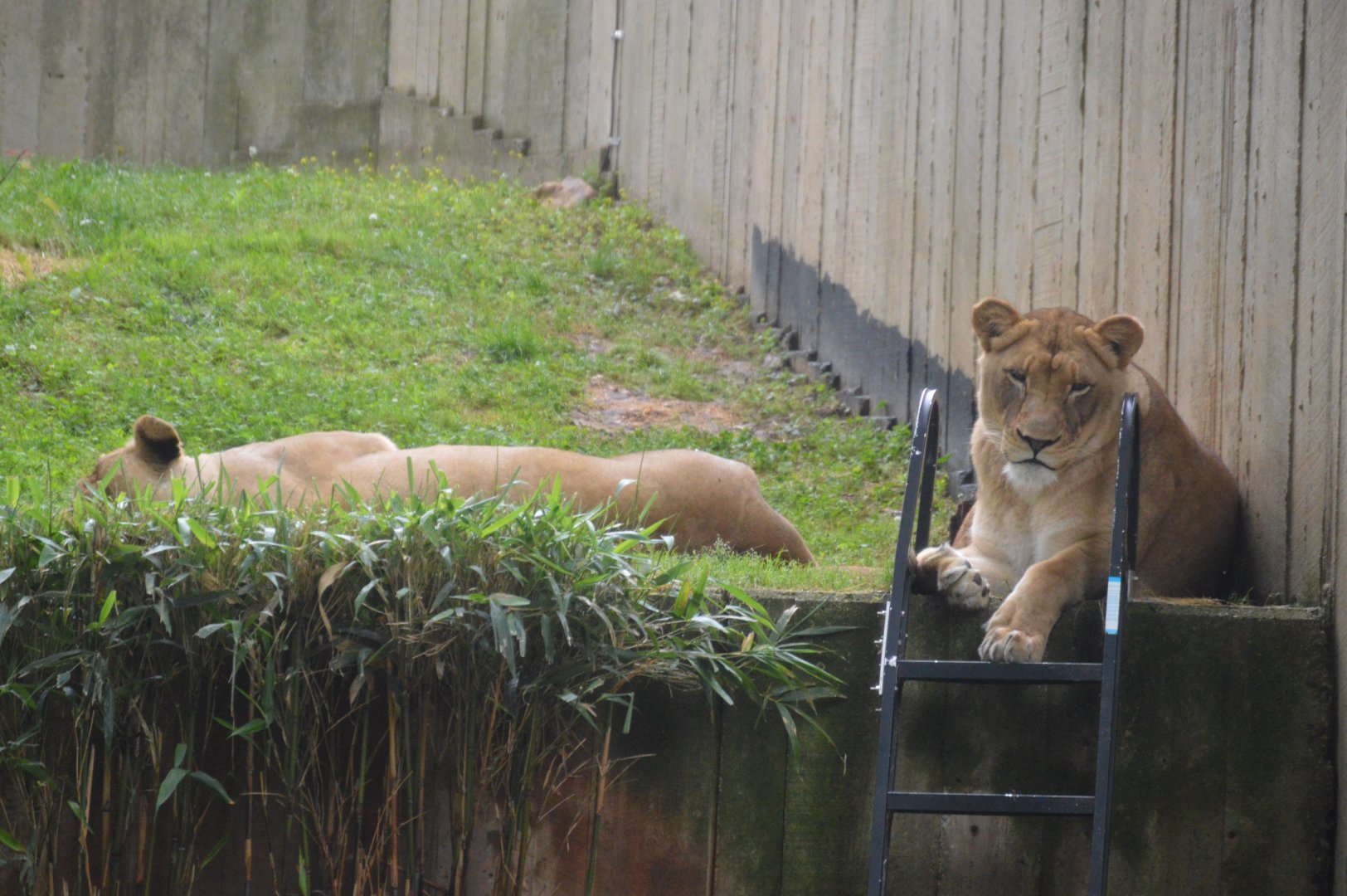 Great Cats - Lion (Panthera leo)