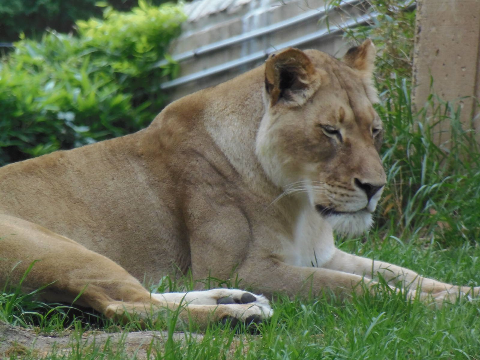 Great Cats- Lioness