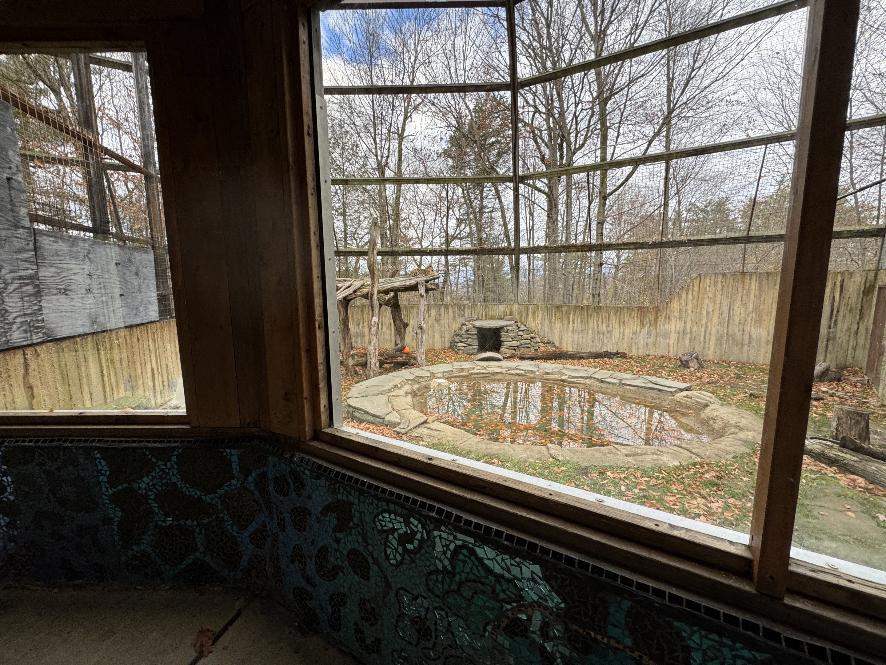 Great Cats of Asia - Amur leopard exhibit