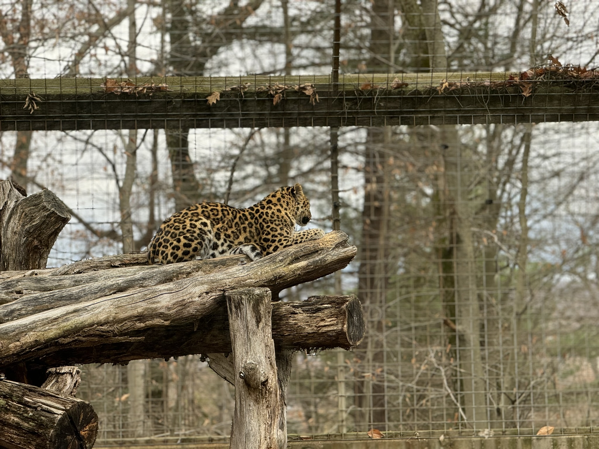 Great Cats of Asia - Amur leopard
