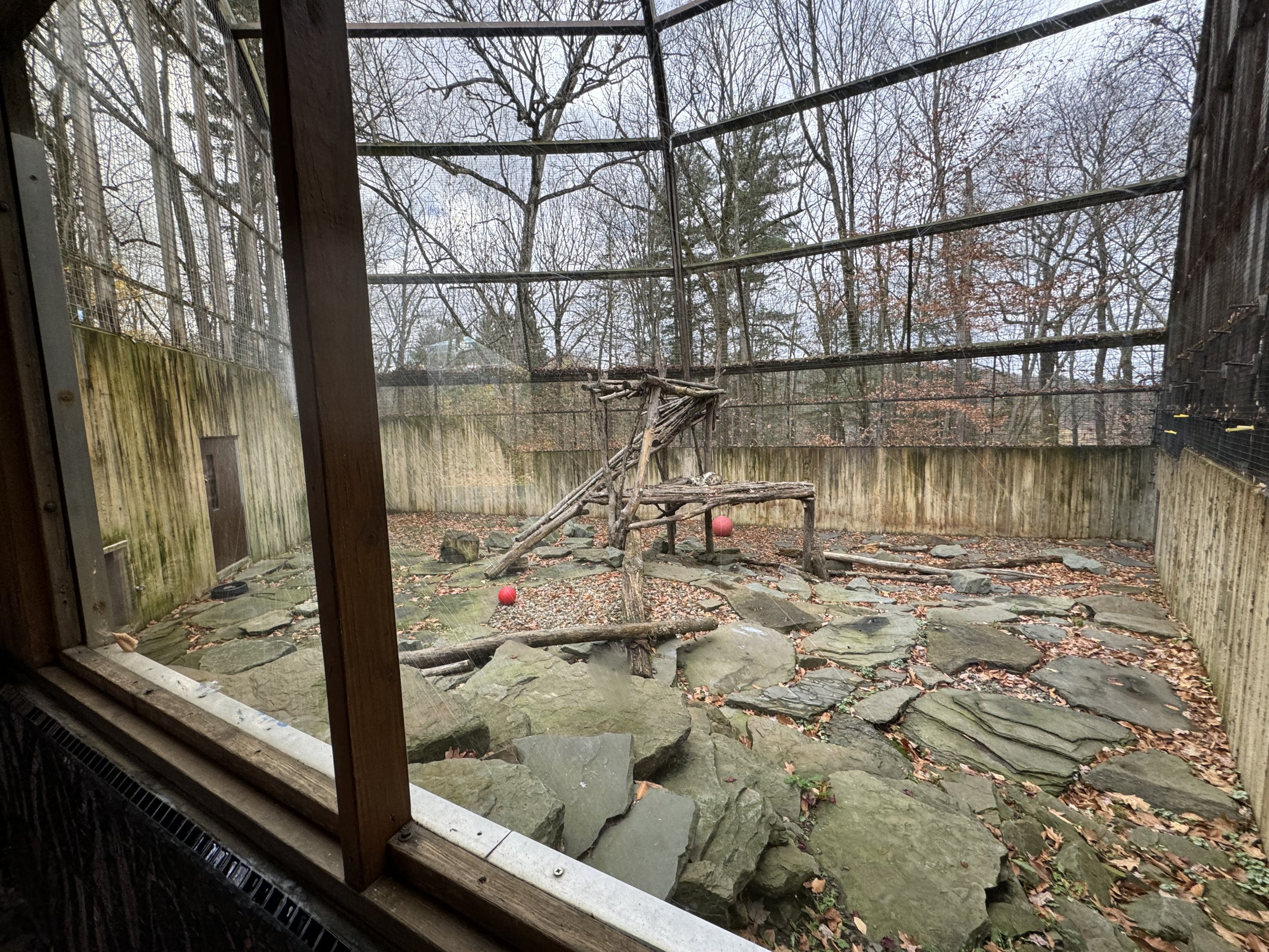Great Cats of Asia - Snow leopard exhibit
