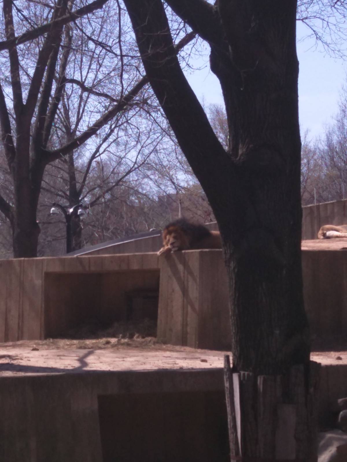 Great Cats on Lion and Tiger Hill - African Lion - Luke