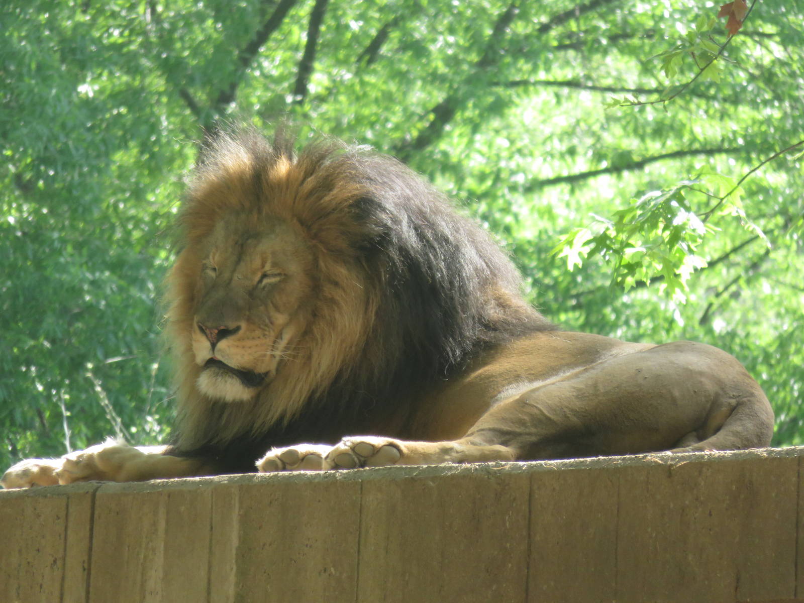 Great Cats on Lion and Tiger Hill - African Lion - Luke