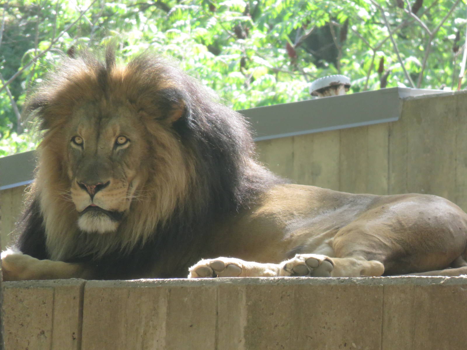 Great Cats on Lion and Tiger Hill - African Lion - Luke