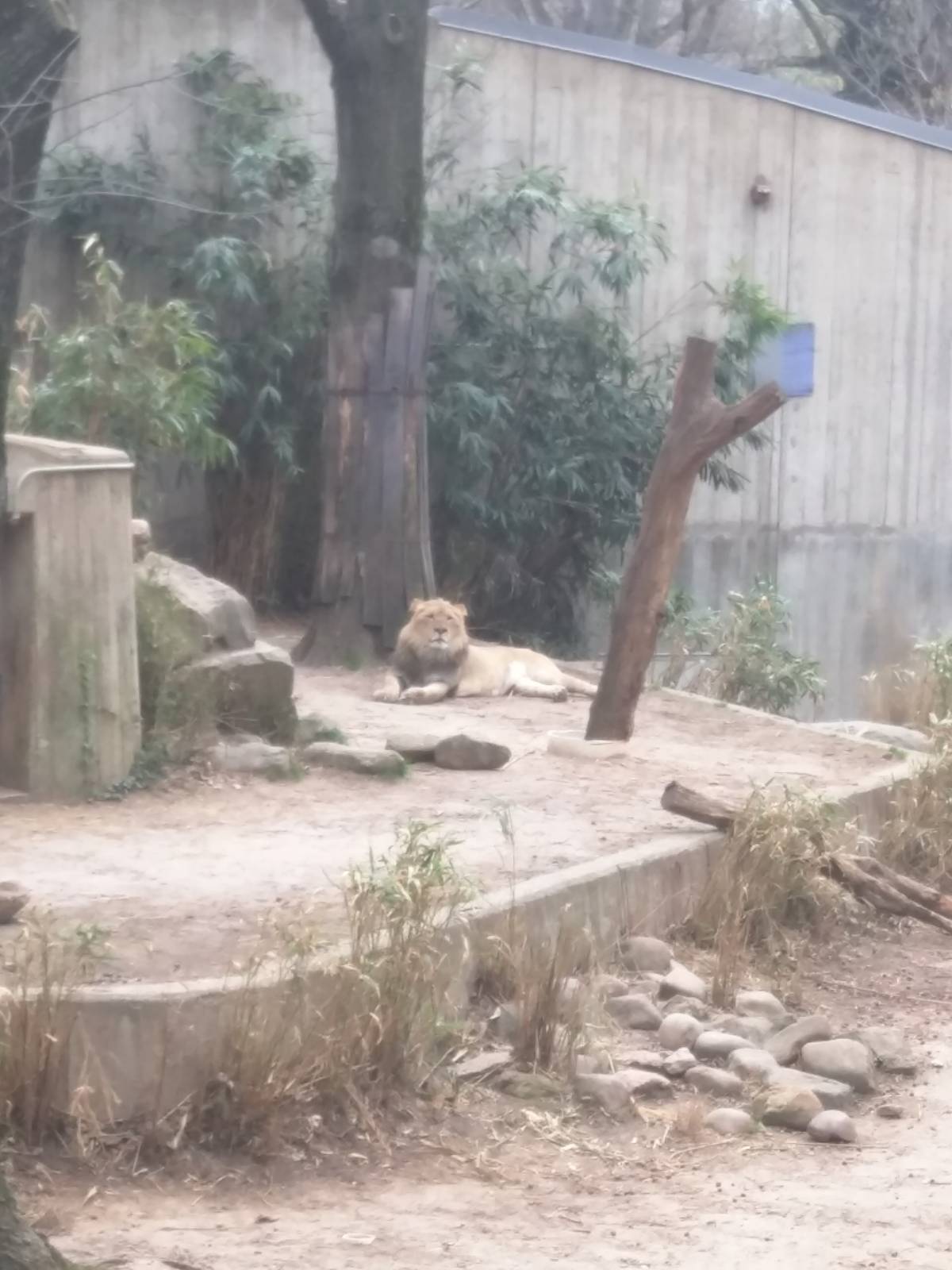 Great Cats on Lion and Tiger Hill - African Lion