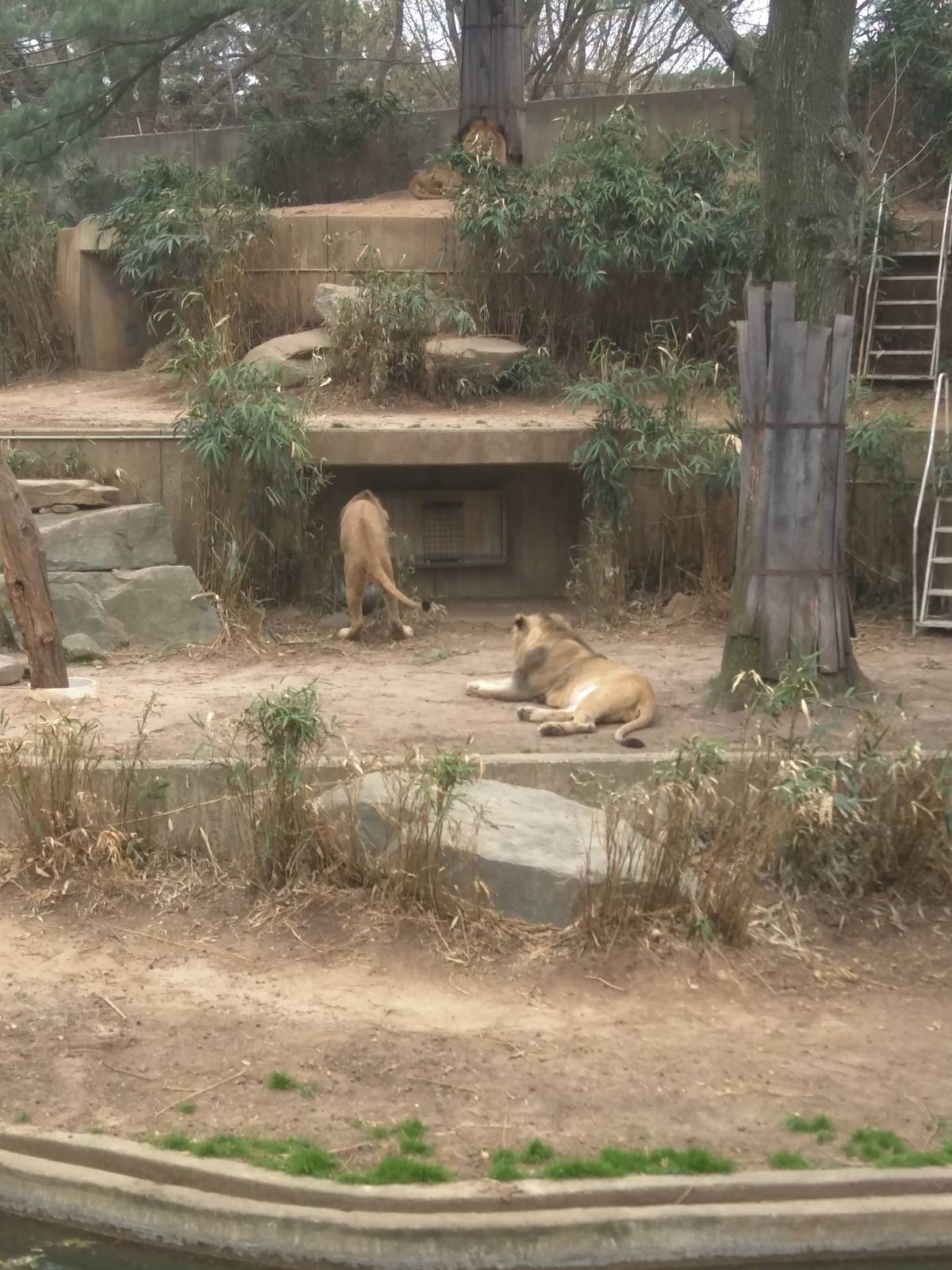 Great Cats on Lion and Tiger Hill - African Lion