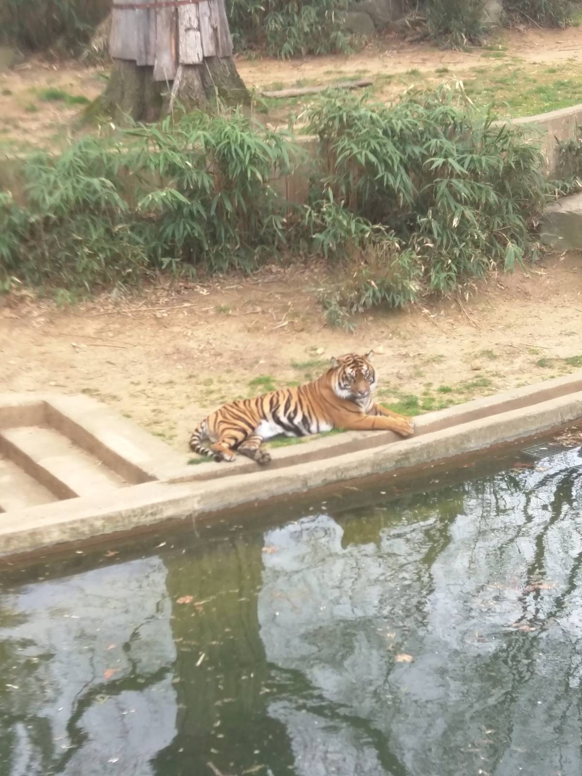 Great Cats on Lion and Tiger Hill - Sumatran Tiger