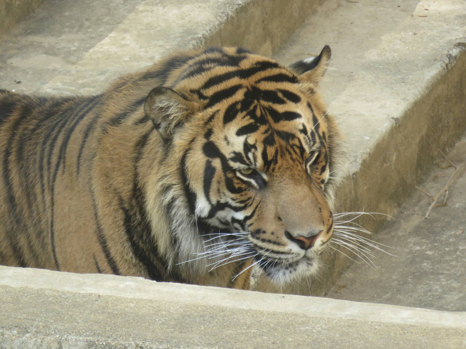 Great Cats on Lion and Tiger Hill - Sumatran Tiger