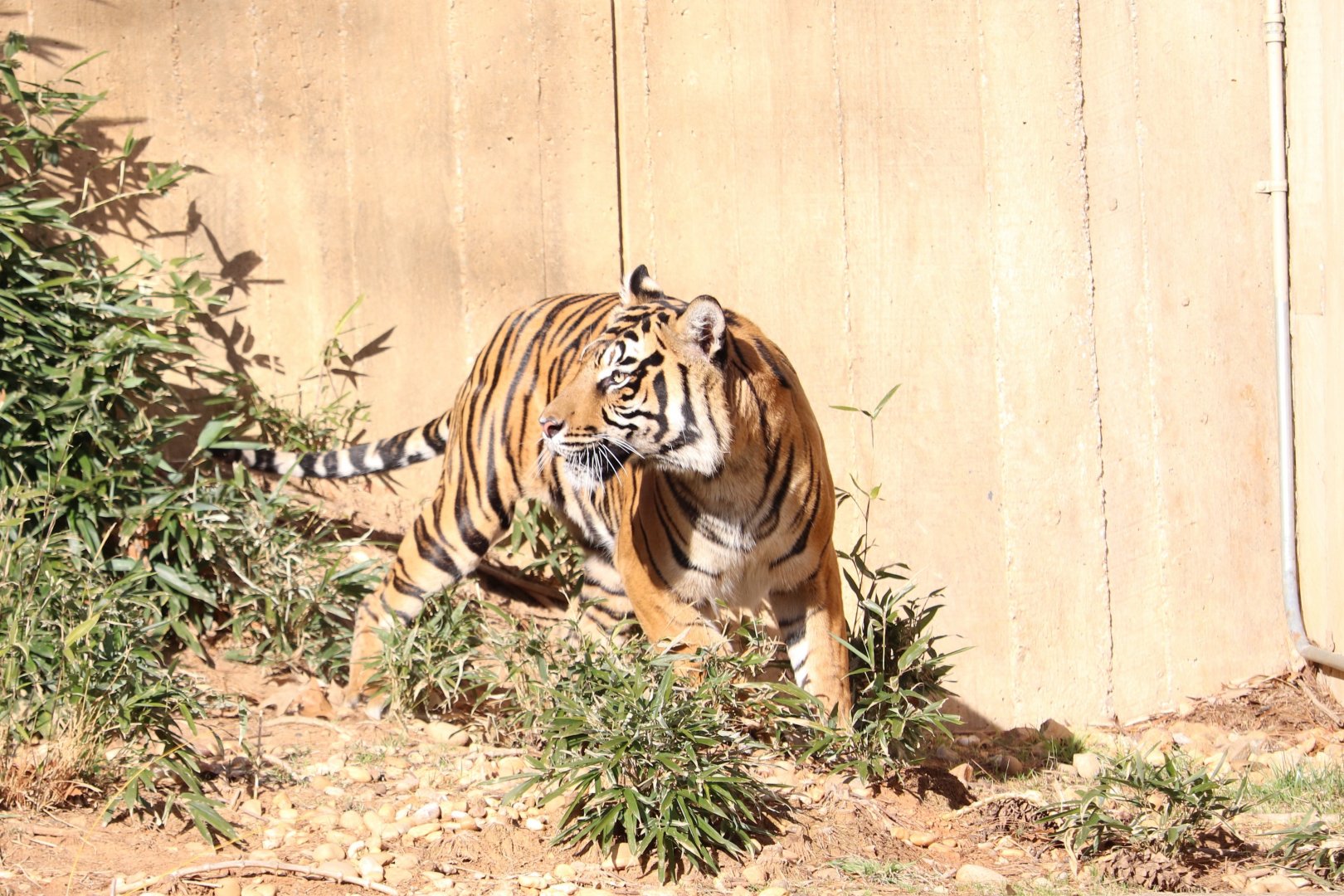 Great Cats - Sumatran Tiger - Damai