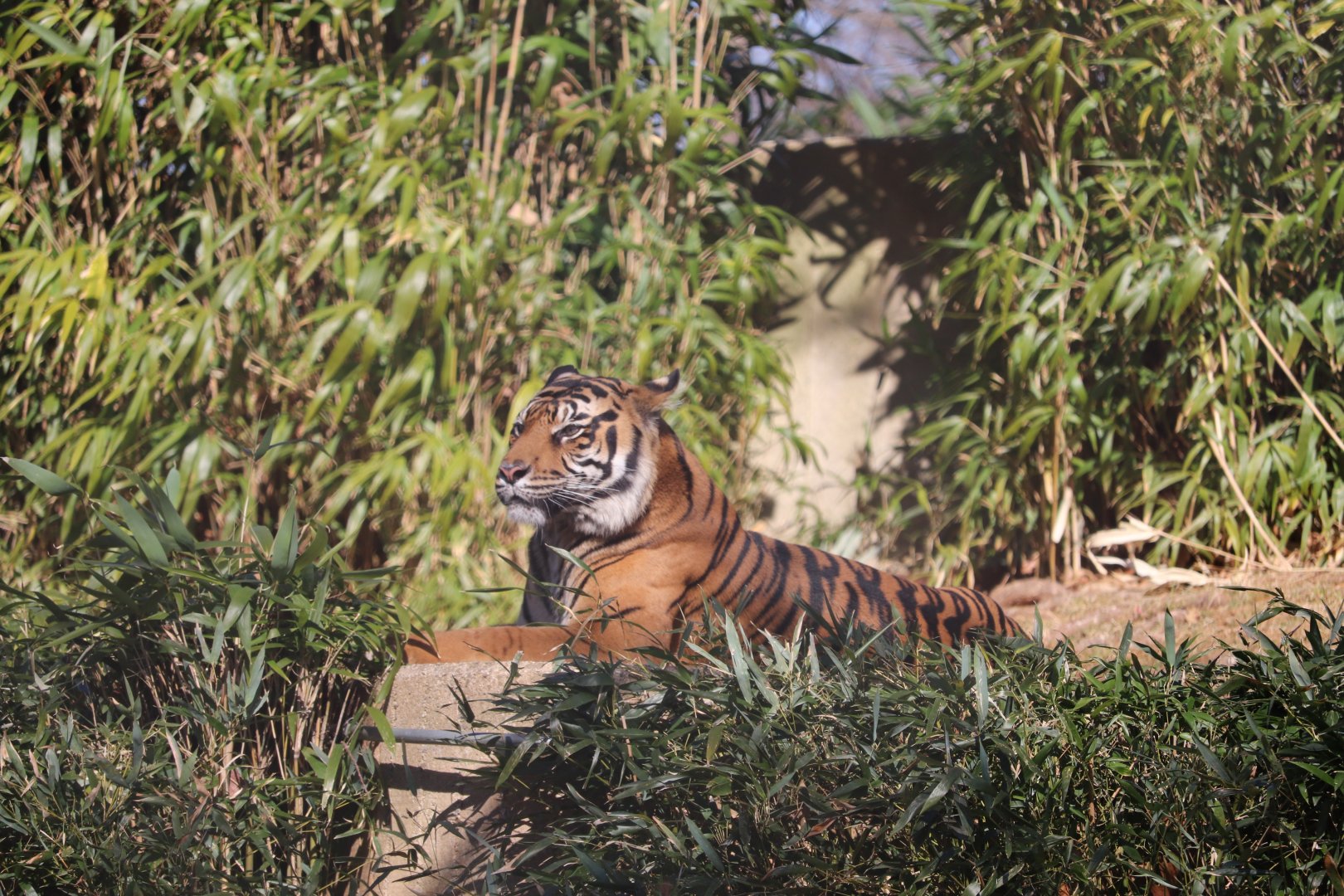 Great Cats - Sumatran Tiger - Damai