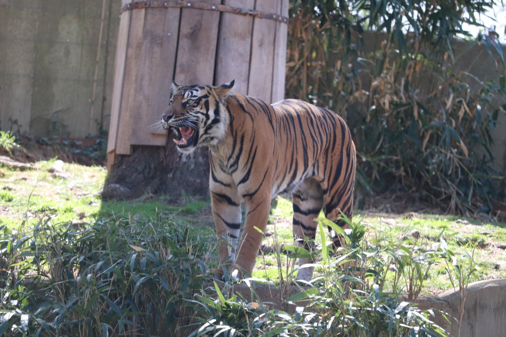 Great Cats - Sumatran Tiger - Damai