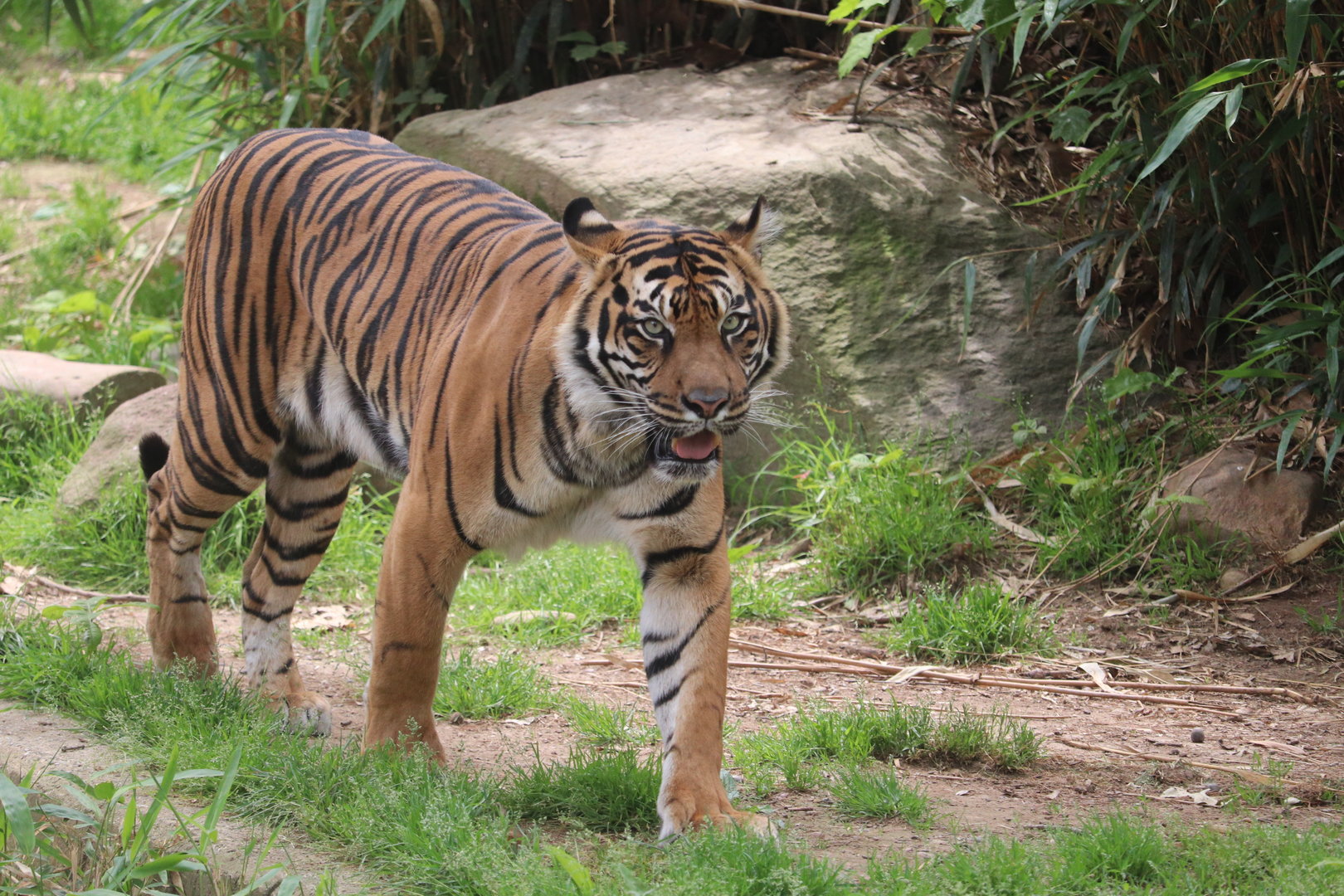 Great Cats - Sumatran Tiger - Damai