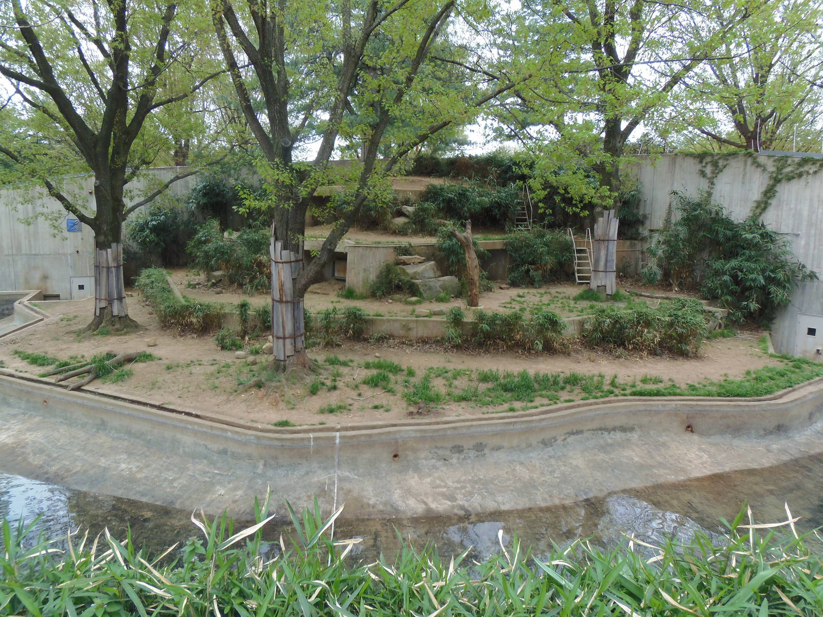 Great Cats- Sumatran Tiger Exhibit