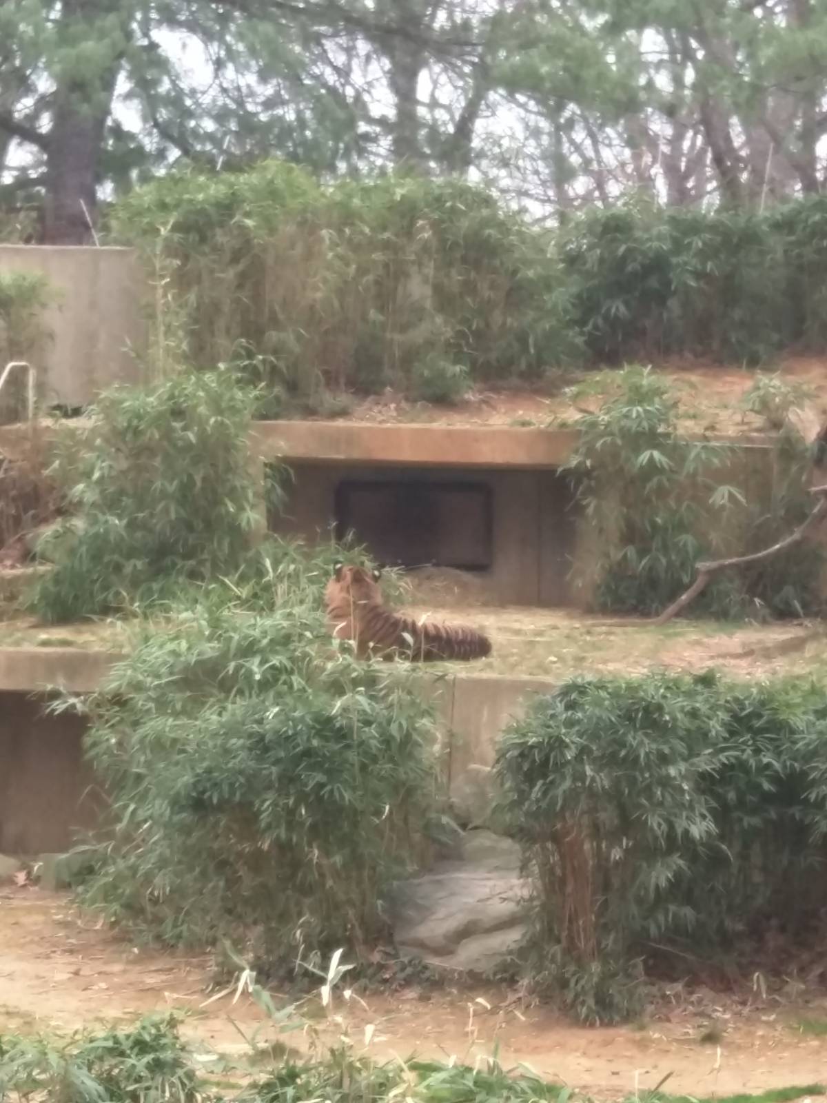 Great cats - Sumatran Tiger Just staring at the wall.