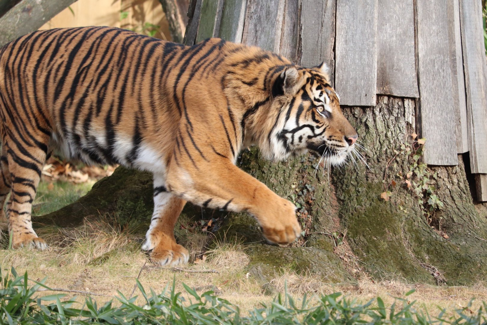 Great Cats - Sumatran Tiger - Sparky