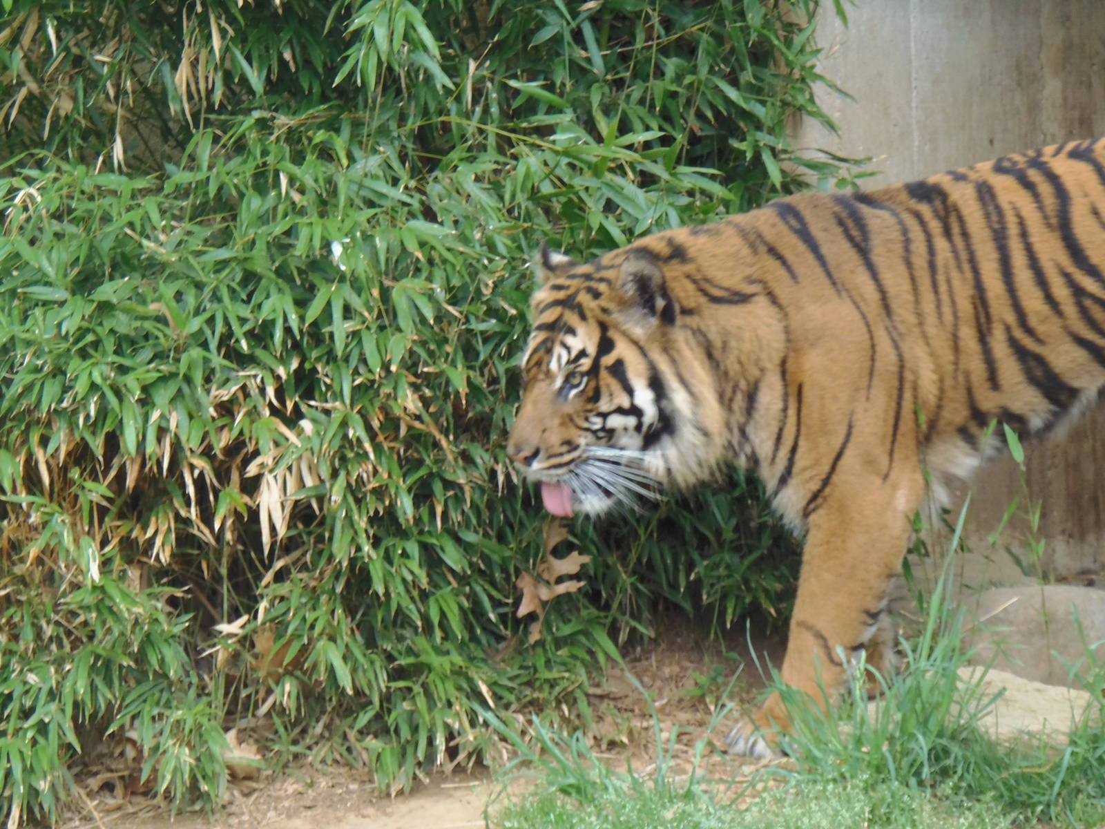 Great Cats- Sumatran Tiger