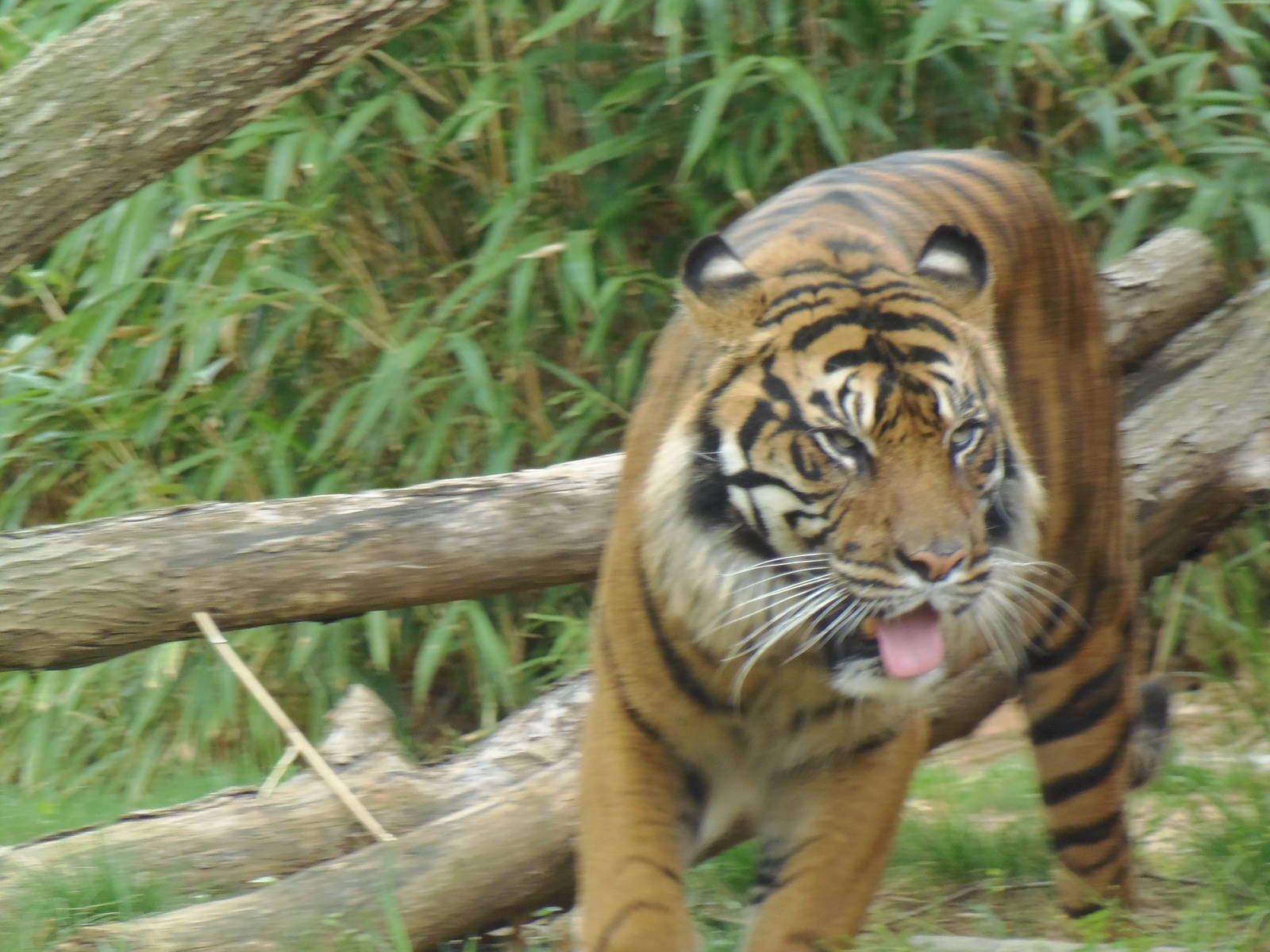 Great Cats- Sumatran Tiger