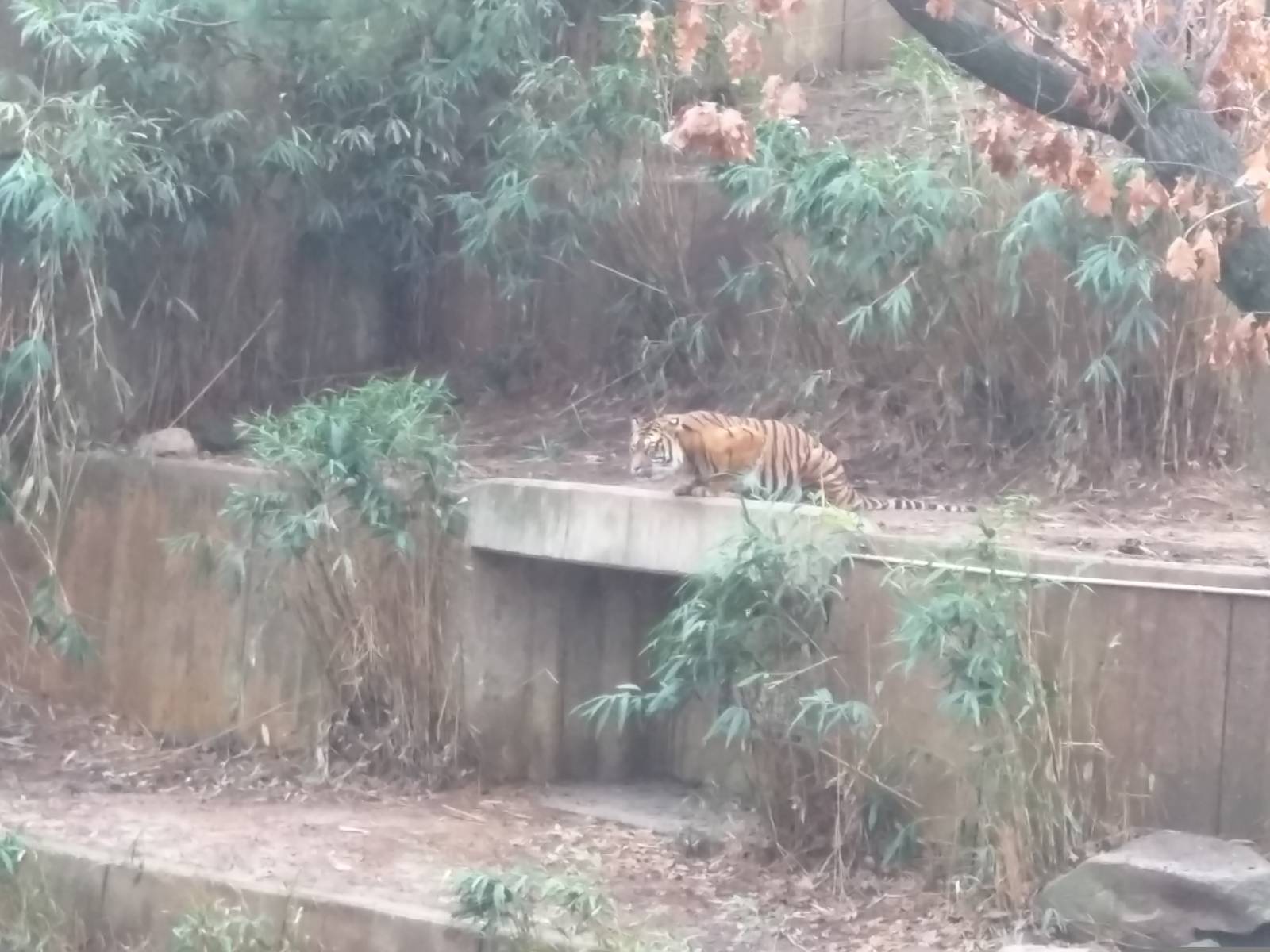 Great cats - Sumatran Tiger