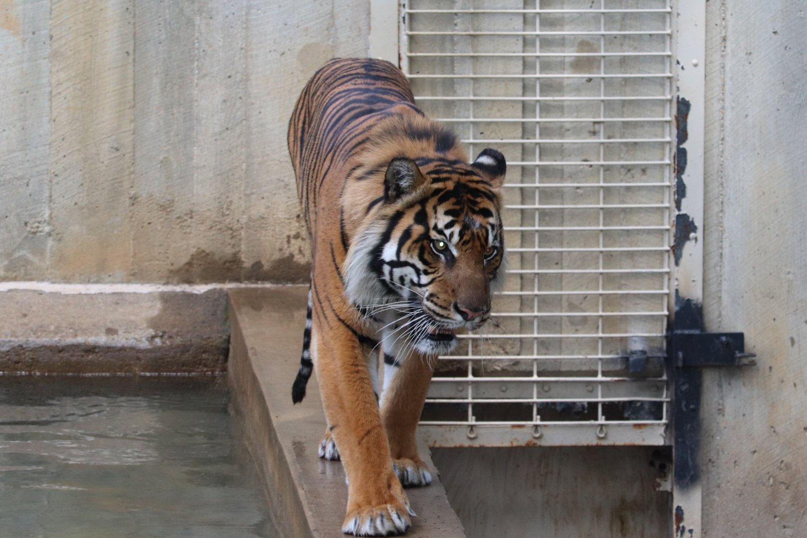 Great Cats - Sumatran Tiger