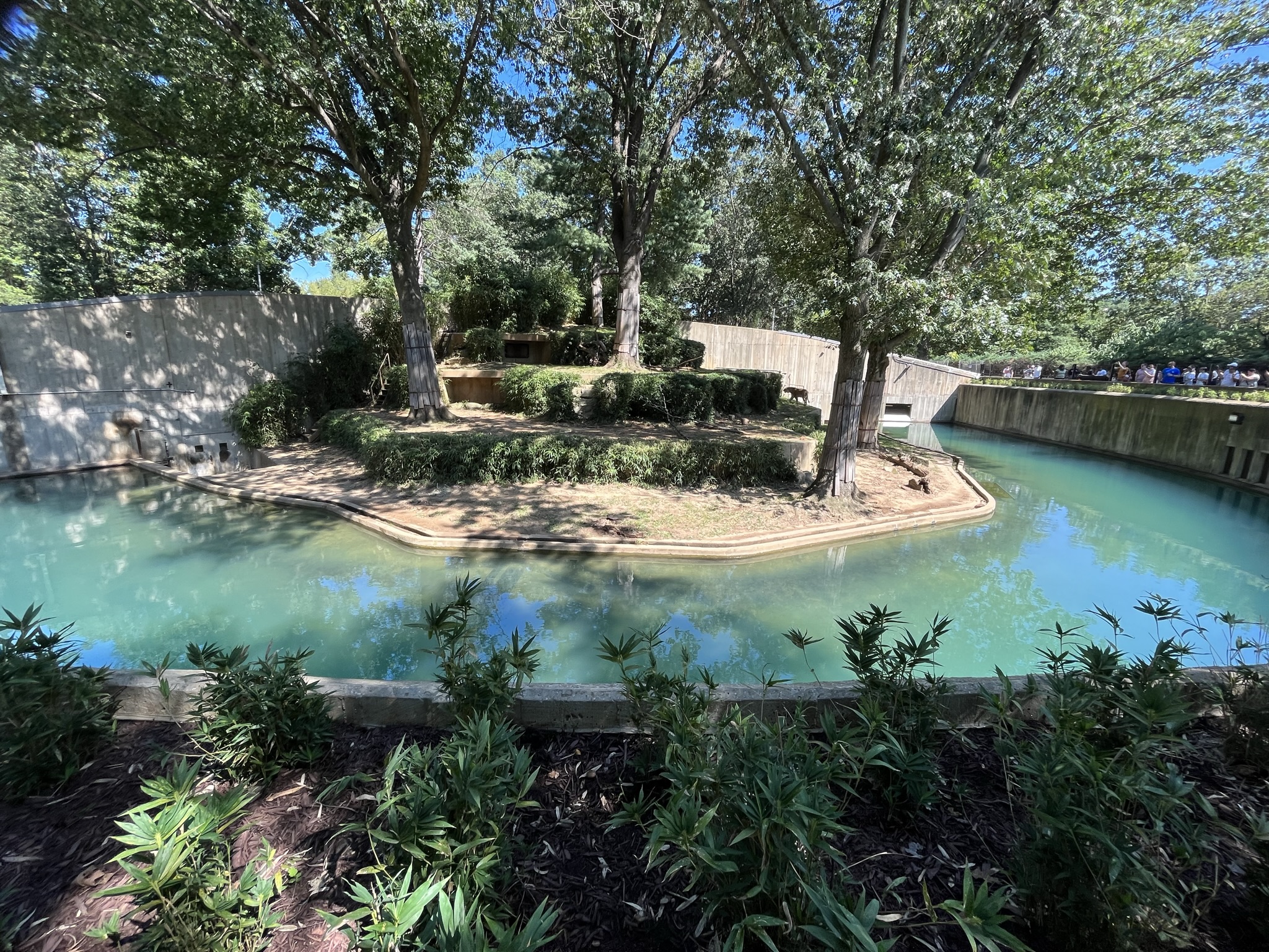 Great cats, Tiger exhibit