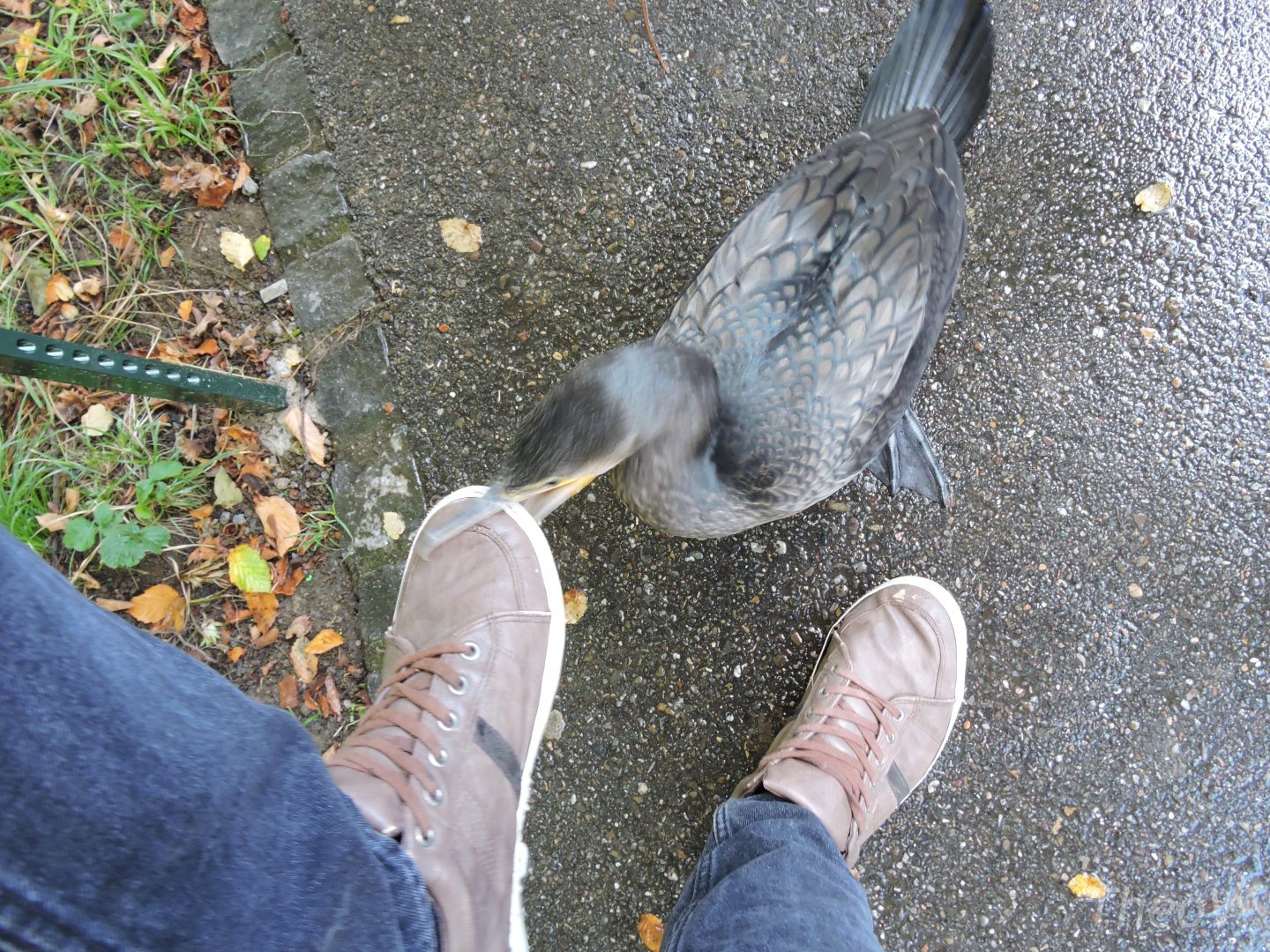 Great cormorant [2016]