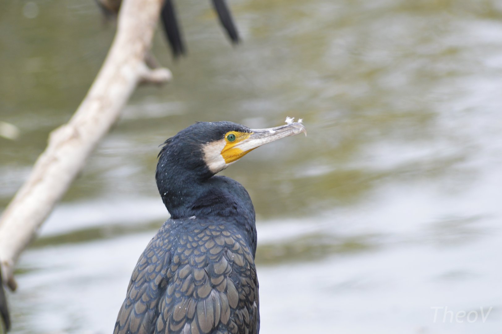 Great cormorant [2017]