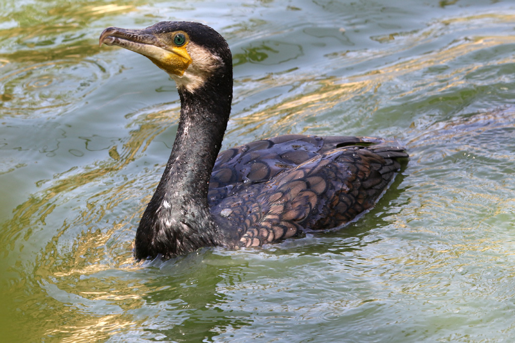 Great Cormorant at Zoo de Lagos 7th August 2017