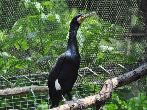 Great Cormorant in Kishinev Zoo