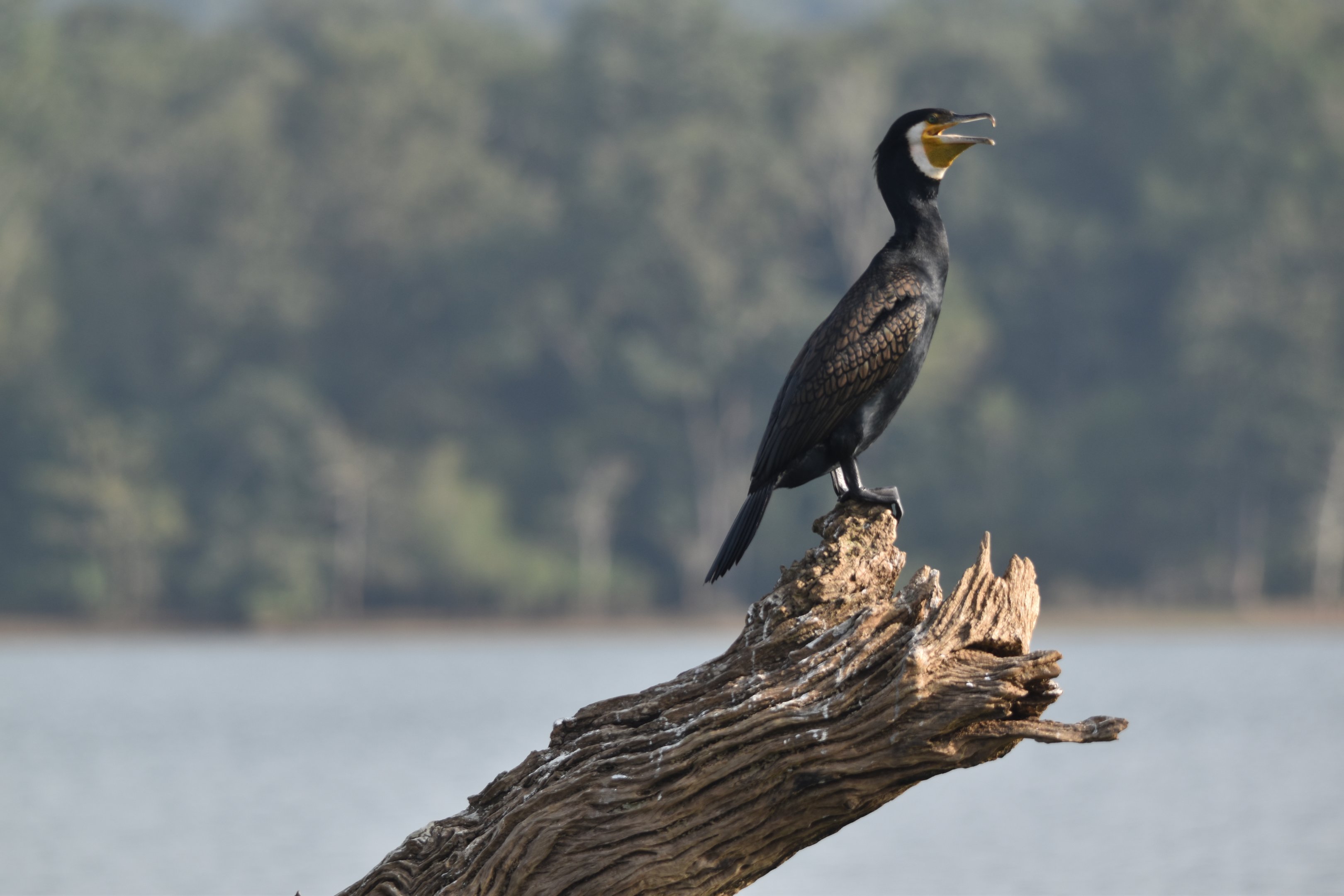 Great Cormorant, Kabini River, 21st November 2024