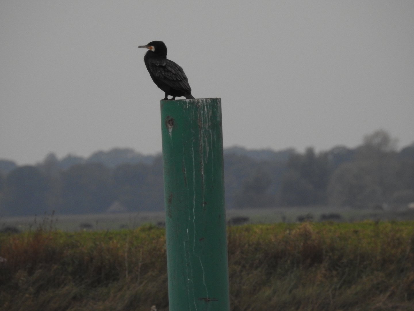 Great Cormorant - Norfolk Broads Oct 17