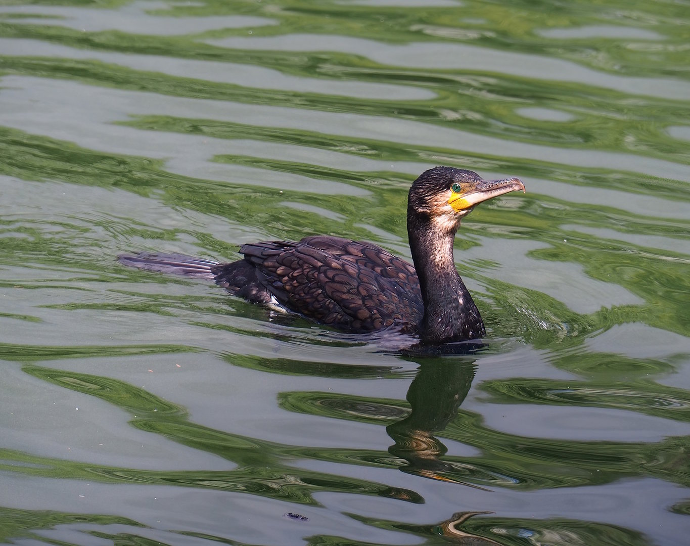 Great cormorant (Phalacrocorax carbo), 2022-08-28