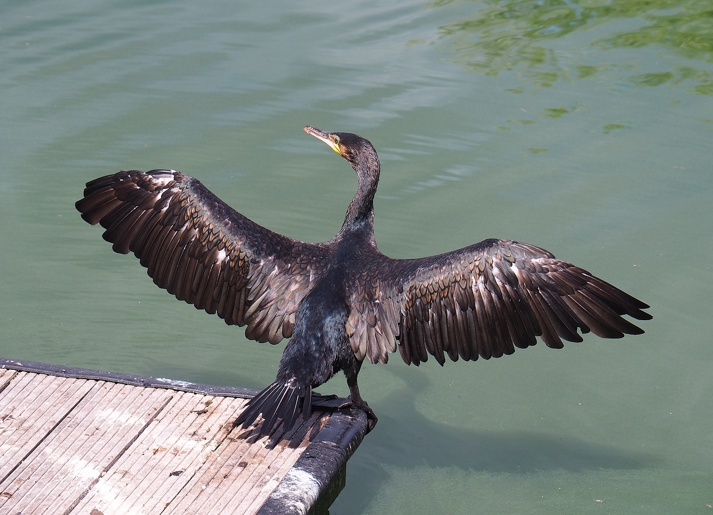 Great cormorant (Phalacrocorax carbo), 2022-08-28