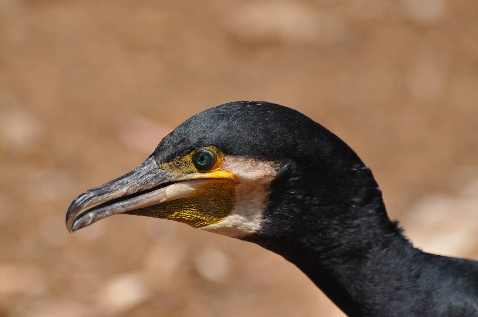 Great cormorant/ Phalacrocorax carbo sinensis