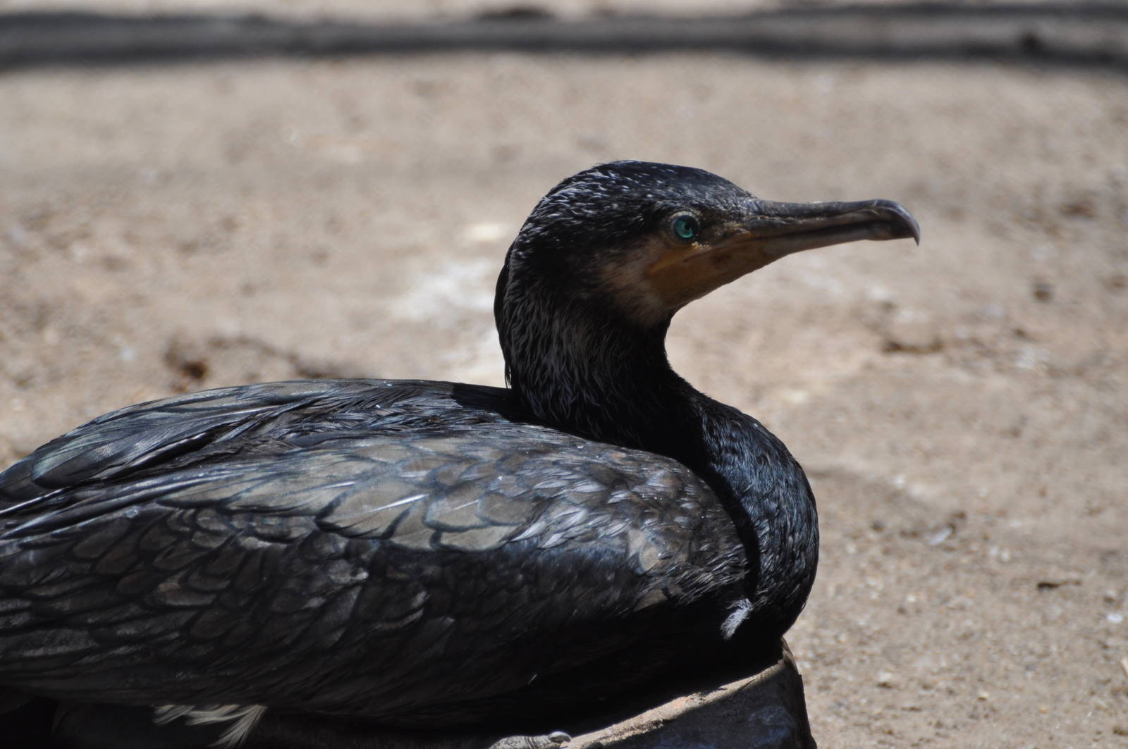 Great cormorant/ Phalacrocorax carbo sinensis