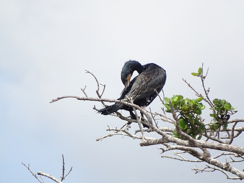 Great Cormorant (Phalacrocorax carbo sinensis)