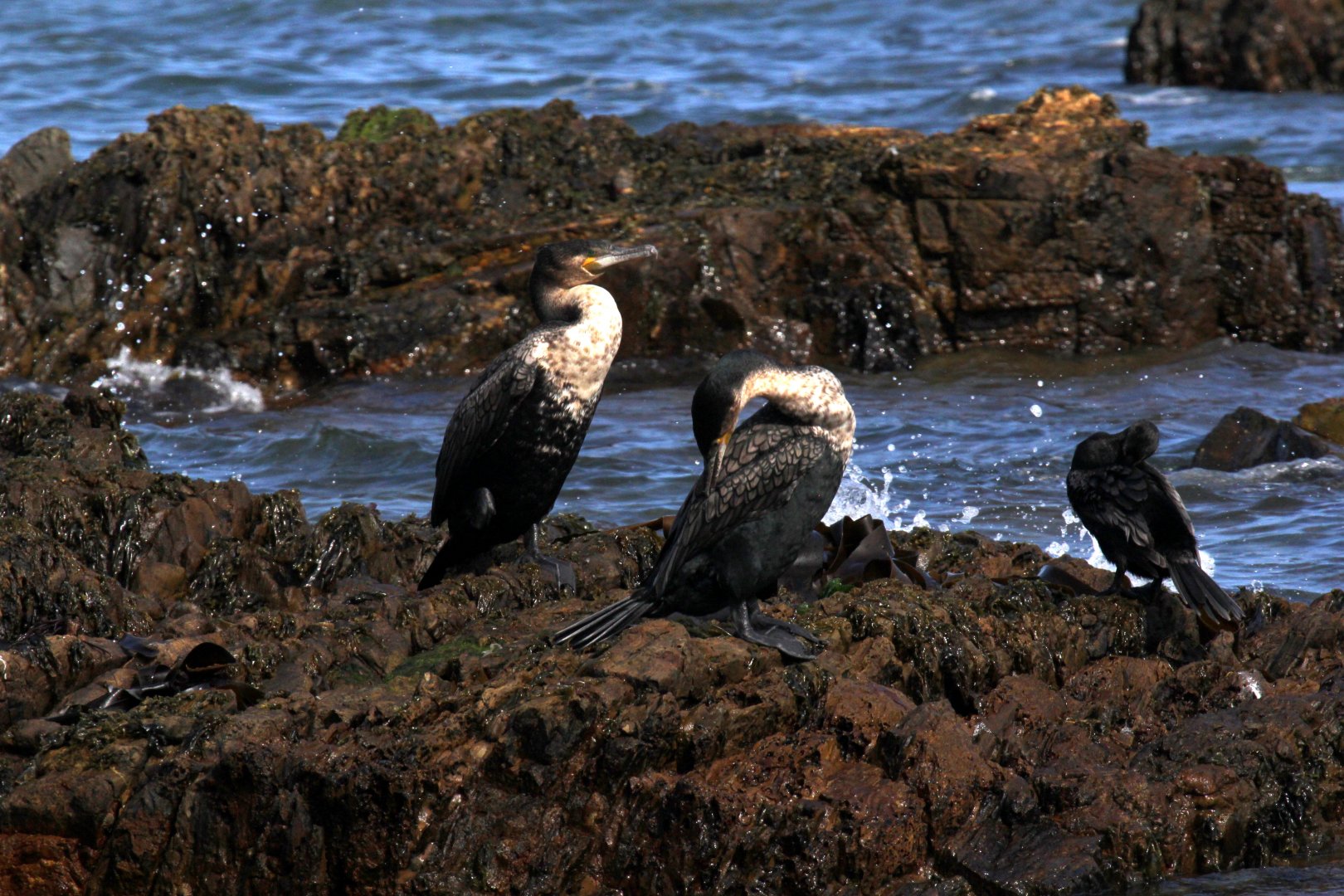 great cormorant (Phalacrocorax carbo) white-breasted race