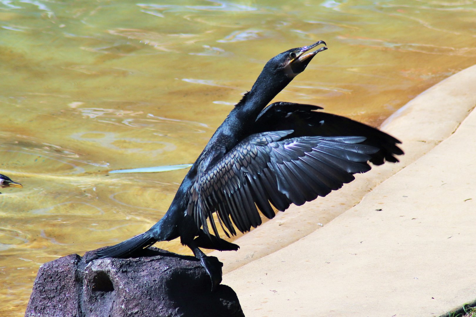 Great Cormorant (Phalacrocorax carbo)