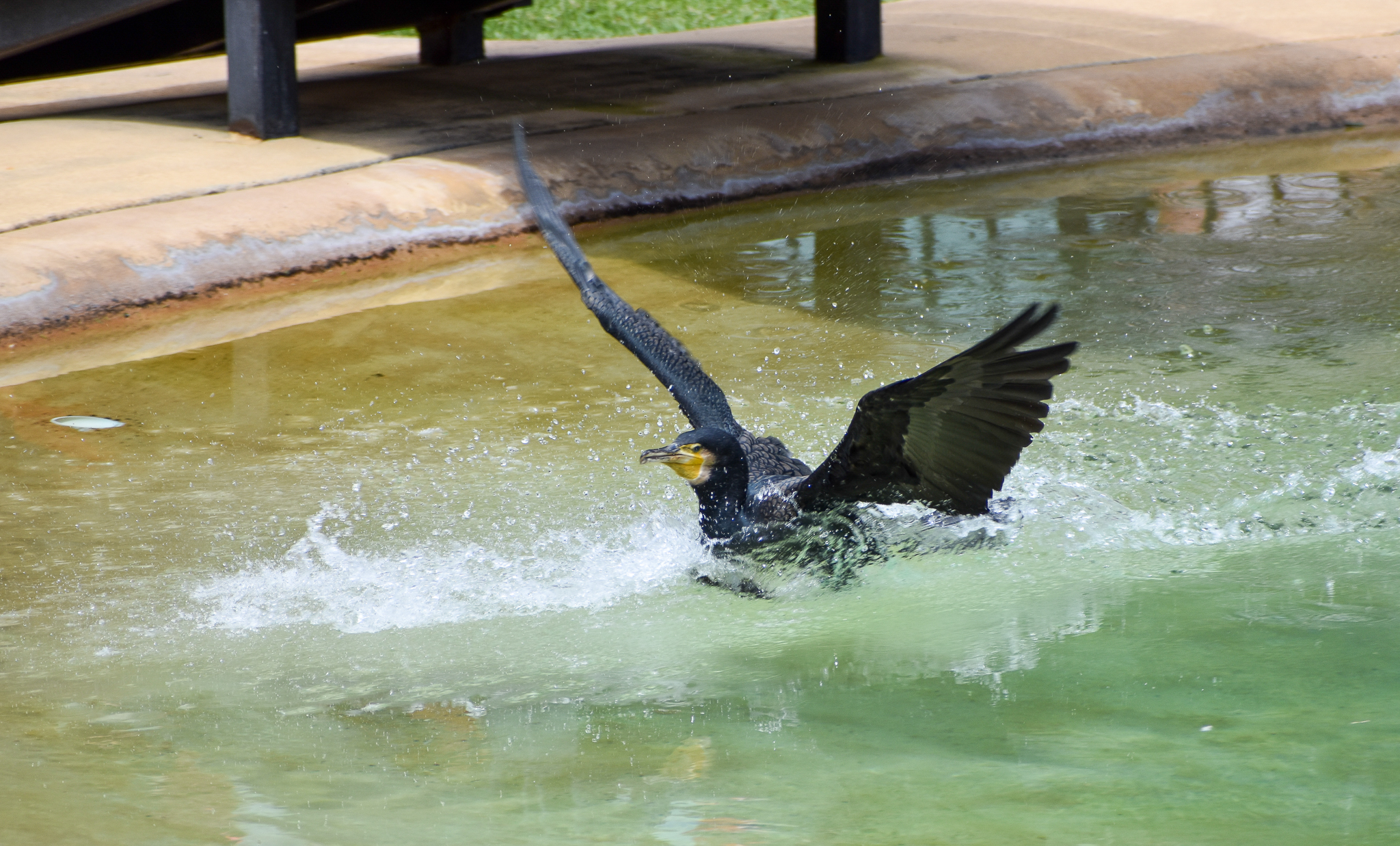 Great Cormorant (Phalacrocorax carbo)