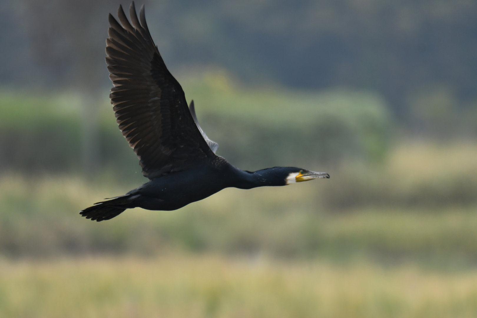 Great Cormorant Phalacrocorax carbo