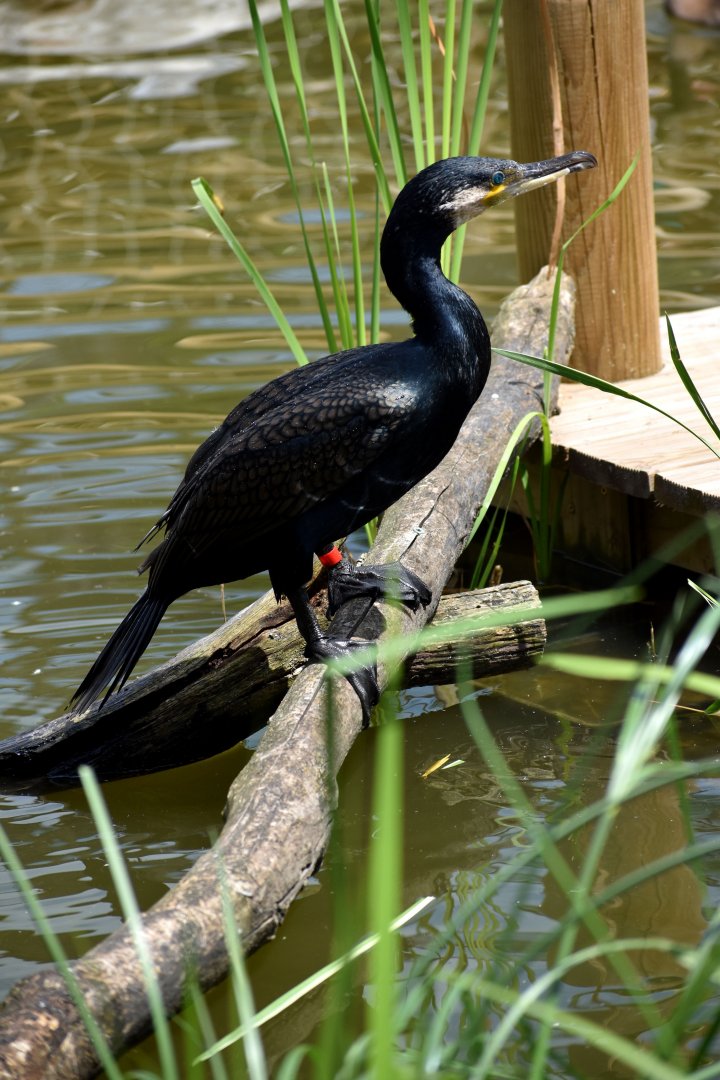 Great Cormorant - Phalacrocorax carbo