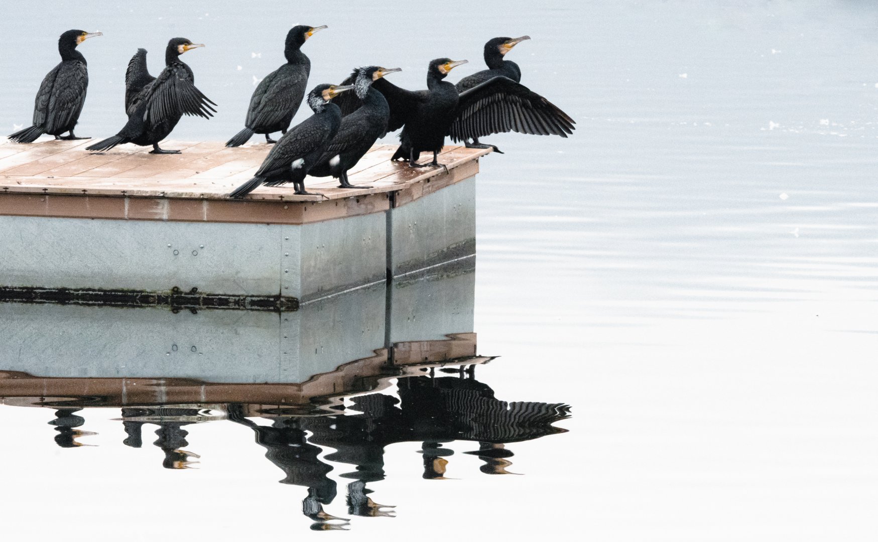 Great cormorant (Phalacrocorax carbo)