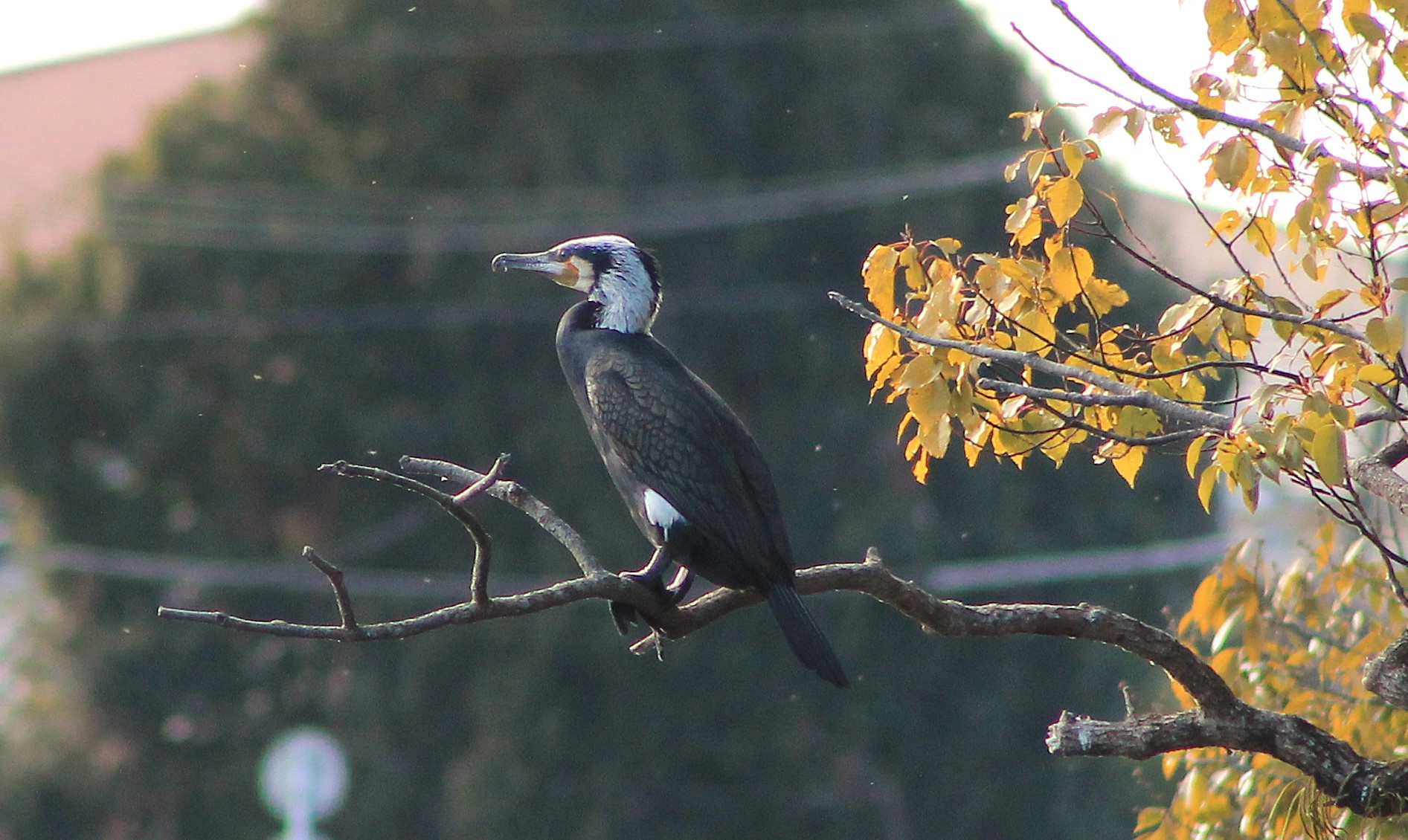 Great Cormorant (Phalacrocorax carbo)