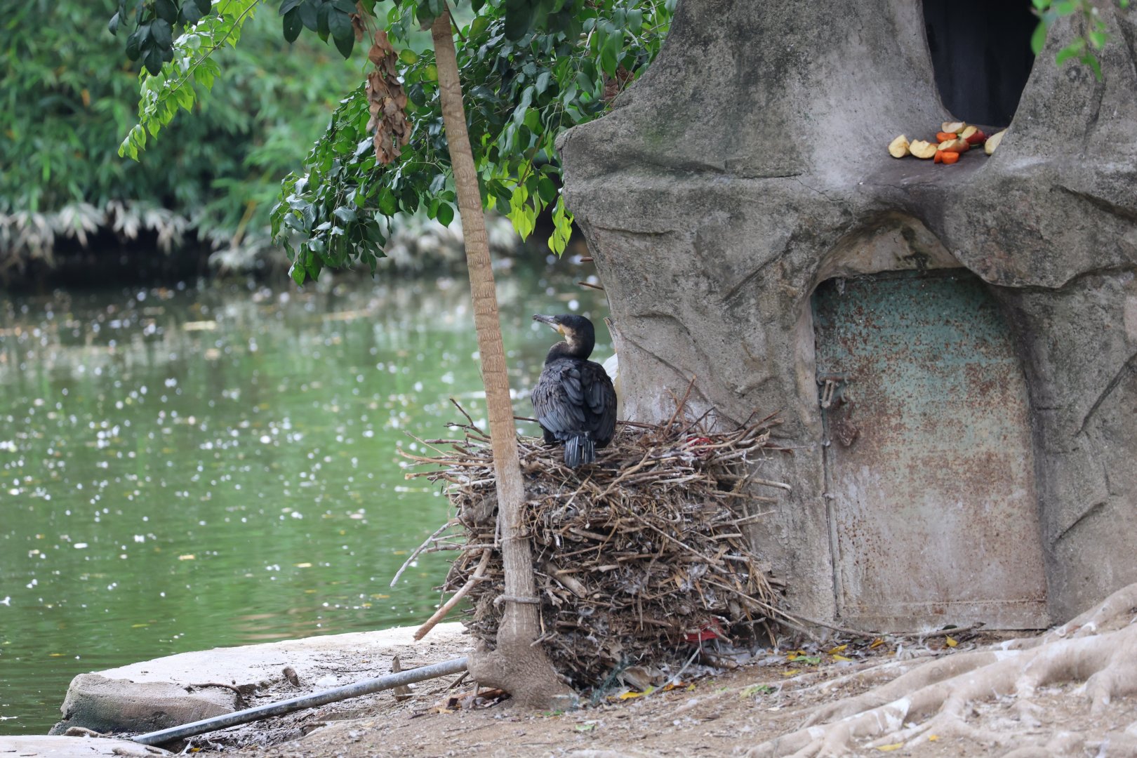 Great cormorant (Phalacrocorax carbo)